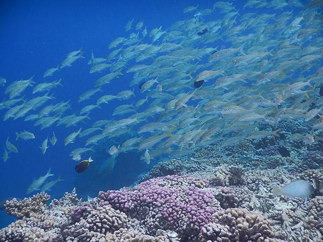 Underwater photo in the Pass © Andrew and Clare Payne